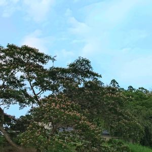 ネムノキ,合歓の木,ピンクの花,暑い日の画像