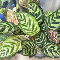 カラテア マコヤナ,カラテア･マコヤナ,観葉植物,リビング・ダイニングの画像