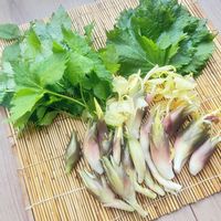 シソ,ミツバ,ミョウガ,和ハーブ,薬味の画像