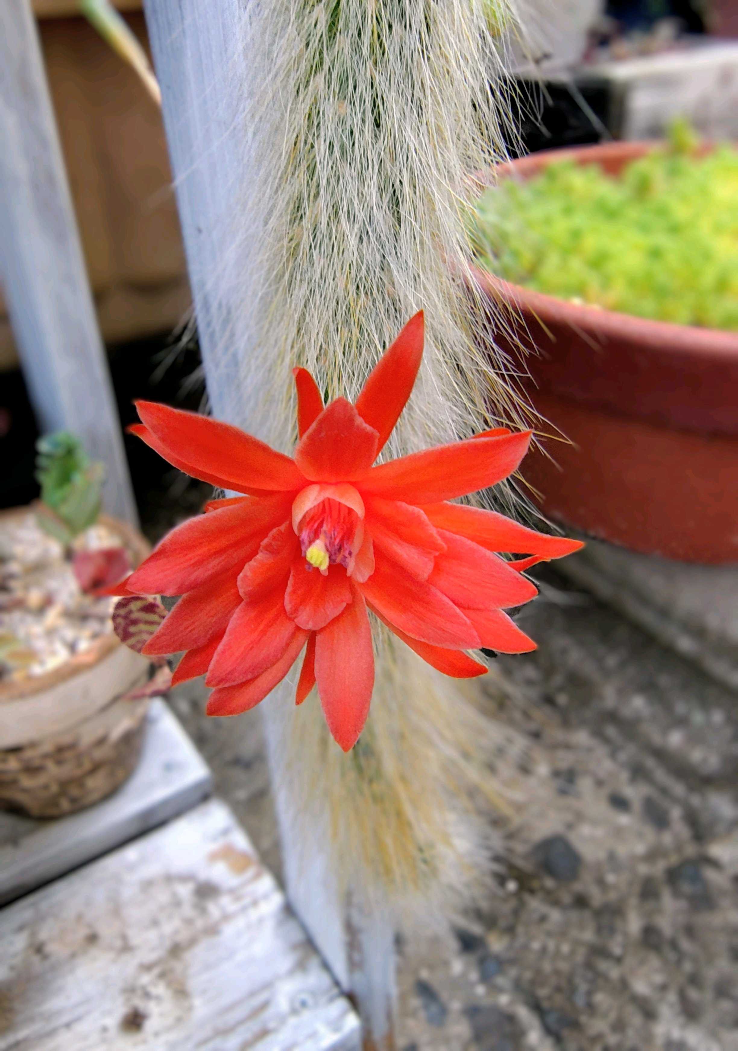 綺麗な花を咲かすサボテンの種類について紹介!｜🍀GreenSnap（グリーン