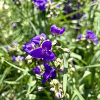 ムラサキツユクサ,花壇,紫の花,花のある暮らし,神代植物公園の画像