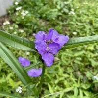 セイヨウニンジンボク,ムラサキツユクサ,レタス,今日のお花,キュンキュン乙女倶楽部の画像