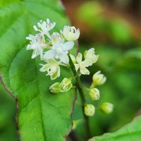 ジュズサンゴ,ジュズサンゴ,リュウノヒゲ,リュウノヒゲ,実のなる植物の画像