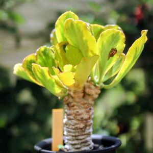 ユーフォルビア属,ユーフォルビア ポイゾニー錦,多肉植物,塊根植物,テラスの画像