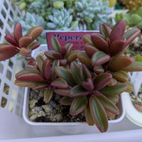 多肉植物,葉挿し,多肉寄せ植え,実生苗,葉挿しっ子の画像