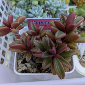多肉植物,葉挿し,多肉寄せ植え,実生苗,葉挿しっ子の画像