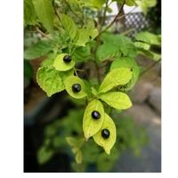 ハナイカダ,花筏,盆栽,茶花,祈りの画像
