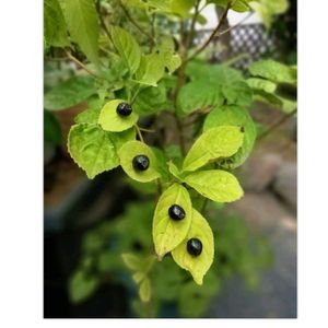 ハナイカダ,花筏,盆栽,茶花,祈りの画像