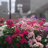 ニチニチソウ,アジサイの挿し木,挿し木,花散歩,逆瀬川の画像
