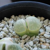 メセン,リトープス属,タニラー,リトープス✧,その他部屋の画像