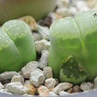 メセン,リトープス属,タニラー,リトープス✧,その他部屋の画像