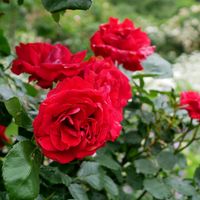バラ,バラ,真っ赤な火曜日,Juneの会,薔薇の香曜日の画像