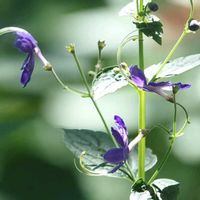 レモンバーム,カリガネソウ（雁金草）,カリガネソウ（雁金草）,コウスイハッカ（香水薄荷）,コウスイハッカ（香水薄荷）の画像