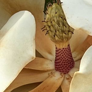 タイサンボク,白い花,今日も元気で,今日も笑顔で♡,花を通じて愛と平和をの画像