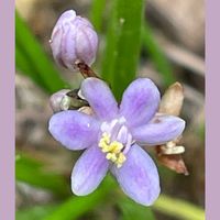 タマリュウ,ドーム 菊,花のある暮らし,お花大好き♡,ピンクワールドへ ようこその画像