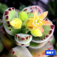 熊童子,コチレドン 熊童子,コチレドン属,植物男子ベランダー,赤爪ラブ❤の画像