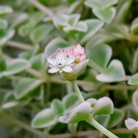 リトルミッシー,クーペリー,多肉の花,キュンキュン乙女倶楽部,われら17年組の画像