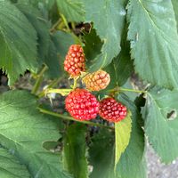 ブラックベリー,朝散歩,花ブローチ倶楽部,真っ赤な火曜日,東北人花の会の画像