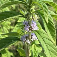ニホンハッカ,日本薄荷(ニホンハッカ),夏のお出かけの画像