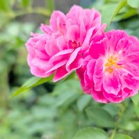 バラ,キングローズ,お花,薔薇♡,ばら バラ 薔薇の画像