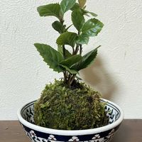 藪柑子,苔玉,平和を願う☆,いつまでも友達でいよう♡の画像