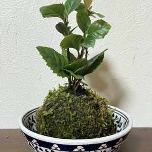 藪柑子,苔玉,平和を願う☆,いつまでも友達でいよう♡の画像