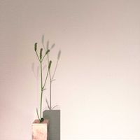 一輪挿し,花瓶,山野草,花のある暮らし,花のある生活の画像