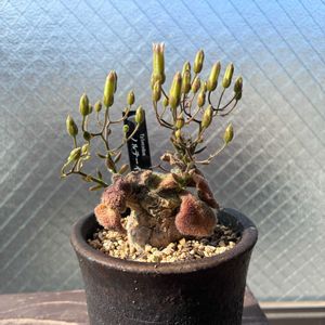チレコドン ノルテーイ,多肉植物,塊根植物,花芽,開花の画像