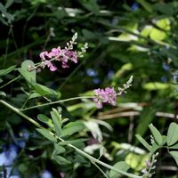 コマツナギ,落葉小低木,広島市安佐南区の画像