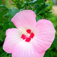 グロリオサ,タイタンビカス,癒し,ばら バラ 薔薇,ほっこり笑顔にの画像