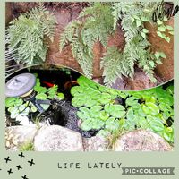 睡蓮,シノブの画像