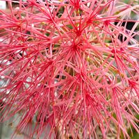 ハエマンサス,ハエマンサス　ムルチフローラ,ハエマンサス　ムルチフローラ,ハエマンサス　線香花火,真っ赤な火曜日の画像