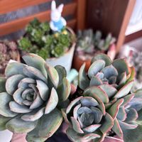 多肉,エケベリア,モーニングデュー,多肉植物,葉挿しの画像