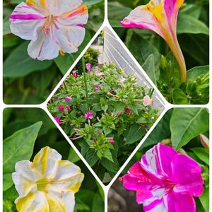 鉢植え,明るい日陰,プランター,ガーデニング初心者,園芸初心者の画像