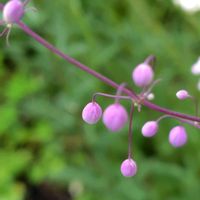 地植え,北海道,❤️いいね、ありがとう,原生花園の様なウチの庭,庭の画像