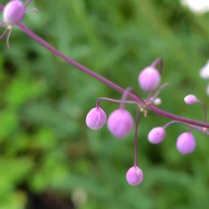 地植え,北海道,❤️いいね、ありがとう,原生花園の様なウチの庭,庭の画像