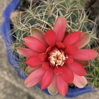 サボテン,サボテンの花,あっ火曜日,われら17年組,小さな庭の画像