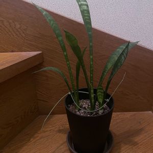 サンスべリア,観葉植物,iPhone撮影,階段/廊下の画像