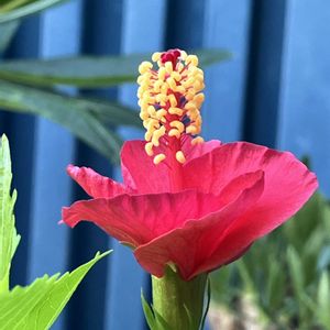 ハイビスカス,多肉植物,塊根植物,コーデックス,花のある暮らしの画像