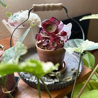 モンステラホワイトタイガー,観葉植物,アエオニウム,植物のある暮らしの画像