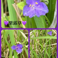 ハイビスカス,胡蝶蘭,テイカカズラ,Have a nice day ! ✨,水分・塩分補給の画像