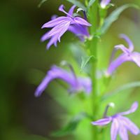 サワギキョウ,マクロレンズ,咲くやこの花館,お出かけ先にて,ミラーレス一眼の画像