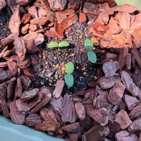 キュウリ,とうもろこし,地這きゅうり,地這きゅうり,寄せ植えの画像