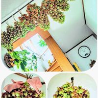 カシワバアジサイ,カシワバアジサイ,花のある暮らし♡,ウクライナに平和を,武器ではなく花をの画像