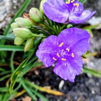 ツユクサ,ムラサキツユクサ,ウォーキング,今日のお花,広島県の画像