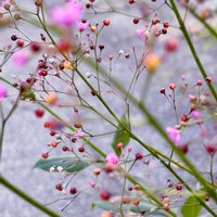 ハゼラン,花言葉,おひさまの画像