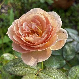 地植え,マイガーデン,太陽大好き,植物大好き,ばら バラ 薔薇の画像