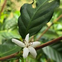コーヒーの木,コーヒーの木,コーヒーの花,コーヒーの花,コーヒーの実の画像