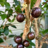 プルーン,モモ,ジャボチカバ,稲の花の画像