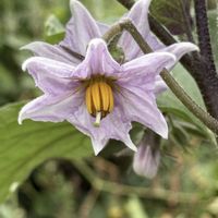 オクラの花,オクラの花,米ナス,コマツヨイグサ,小待宵草(コマツヨイグサ)の画像